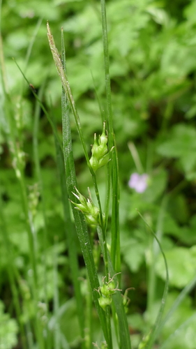 Image of Carex depauperata by no rights reserved