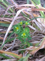 Euphorbia portlandica