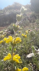 Phlomis fruticosa