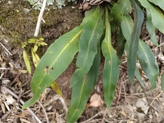 Pyrrosia porosa, photograph (c) renjus box, some rights reserved (CC BY)