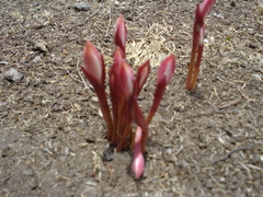 Zephyranthes fosteri