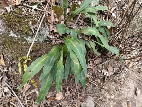 Pyrrosia porosa, photograph 2