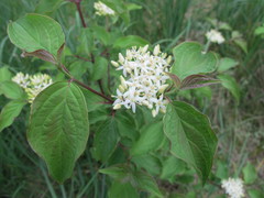Cornus sanguinea
