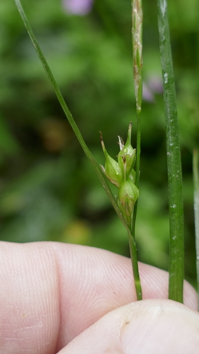 Image of Carex depauperata by no rights reserved