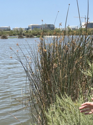 iNaturalist observation photo of California bulrush