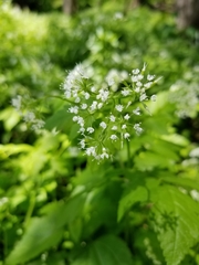 Aegopodium