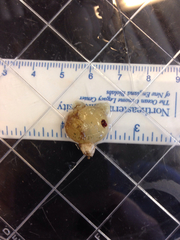 Molgula manhattensis