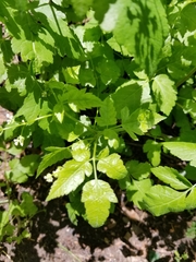 Aegopodium