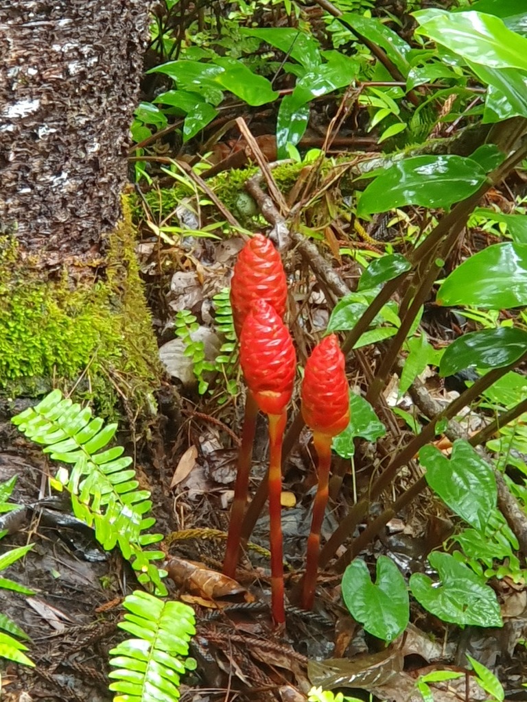 Shampoo Ginger From Farino New Caledonia On April At Am By Zsombor K Rolyi