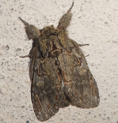 Peridea anceps
