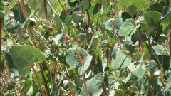 Guardiola platyphylla