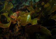 Duckbilled Clingfish photo 4