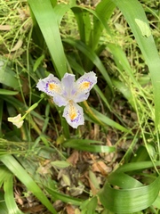 Iris japonica