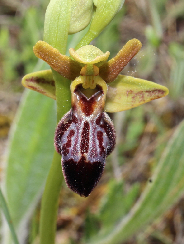 Ophrys × pseudofusca