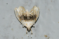 Lipocosma sicalis