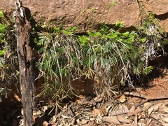 Actiniopteris dimorpha dimorpha