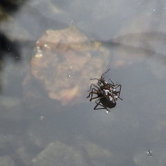 Microvelia americana