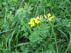 Lotus corniculatus