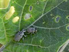 Trichobaris compacta