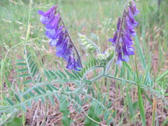 Vicia villosa