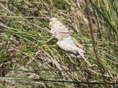 Prionotropis hystrix