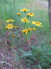 Senecio vernalis