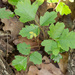 Toxicodendron pubescens - Photo (c) Alan R Lusk, osa oikeuksista pidätetään (CC BY-NC), uploaded by Alan R Lusk