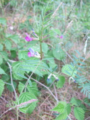 Vicia sativa nigra