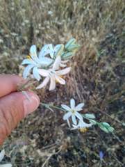 Chlorogalum angustifolium