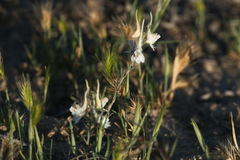 Delphinium leptocarpum
