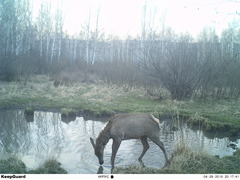 Cervus canadensis sibiricus