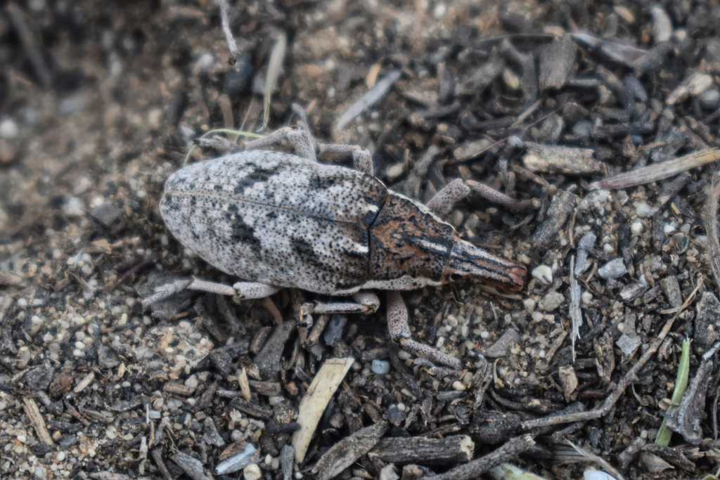 Xanthochelus nomas from Forish District, Jizzakh Region, Uzbekistan on ...