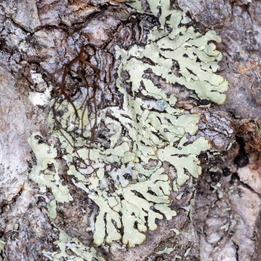 Green Starburst Lichen from Olympic National Park, Port Angeles, WA, US ...