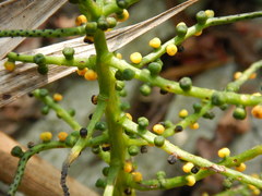 Chamaedorea pinnatifrons