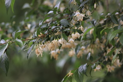 Styrax formosanus