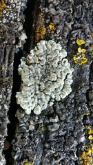 Protoparmeliopsis muralis