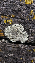 Protoparmeliopsis muralis