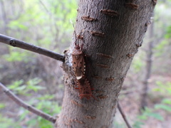 Urochela quadrinotata