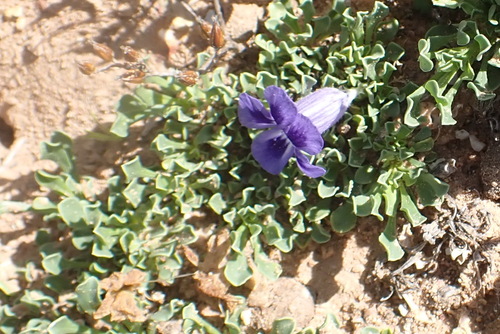 Image of Aptosimum indivisum by (c) Nicola van Berkel, some rights reserved (CC BY-SA)