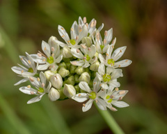 Allium fraseri