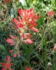 Castilleja martini martini