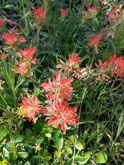 Castilleja martini martini