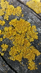 Xanthoria parietina