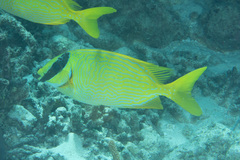 Siganus puellus