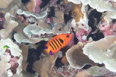 Centropyge loriculus