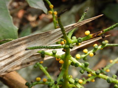 Chamaedorea pinnatifrons