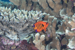 Centropyge loriculus