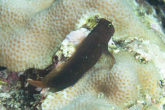 Cirripectes stigmaticus