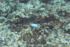 Pomacentrus coelestis
