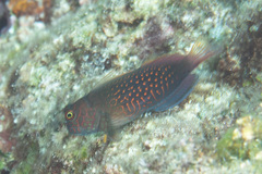 Cirripectes stigmaticus